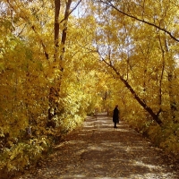 Осень в Рубцовске