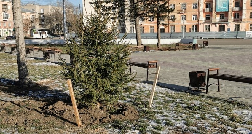 В Рубцовске завершились работы по озеленению