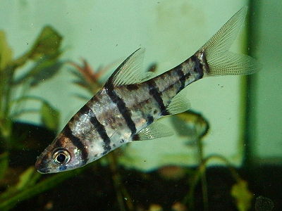 False Eight-Banded Barb