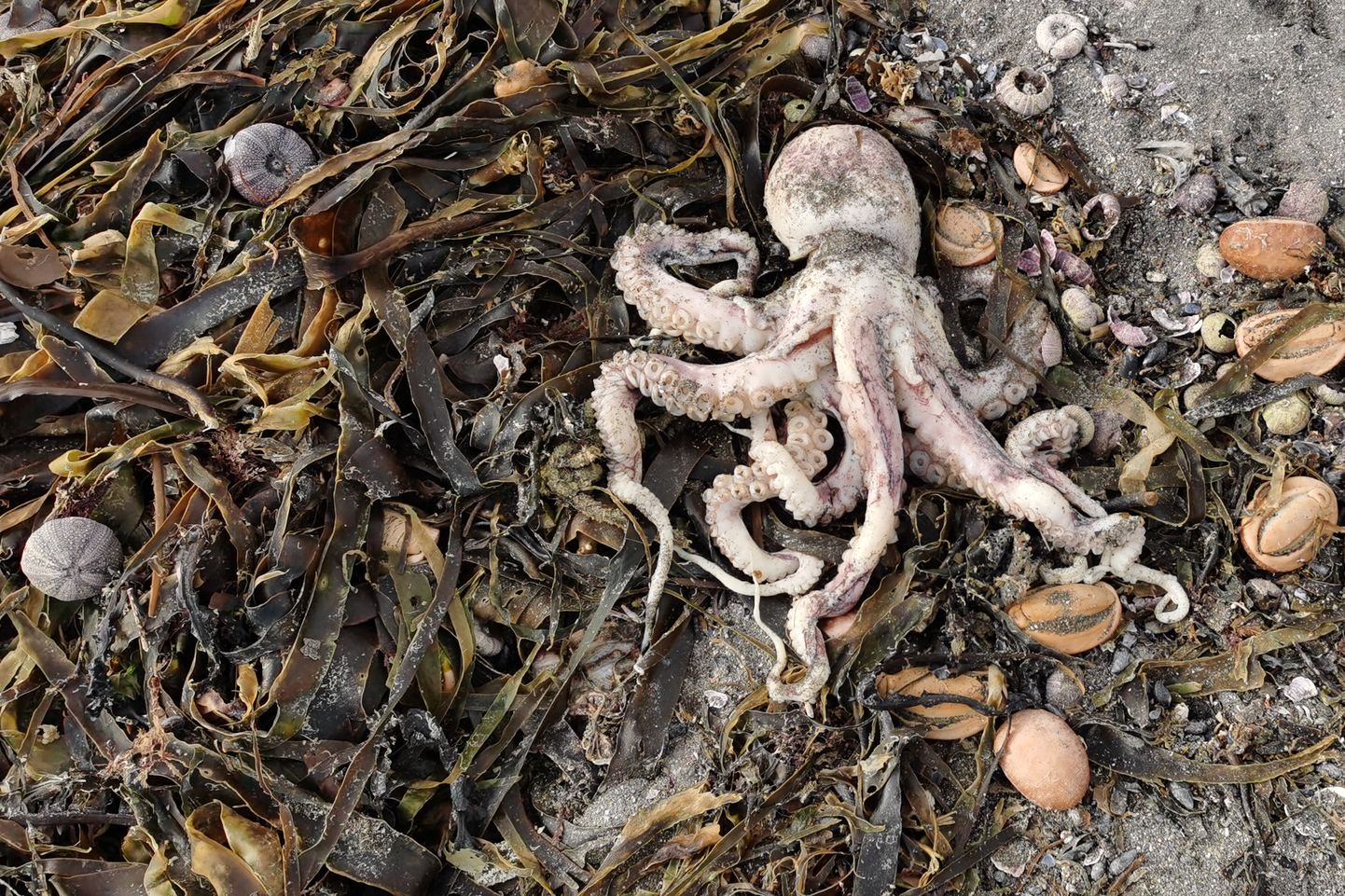 Мертвые морские существа на пляже в Бухте спасения, Камчатка. 4 октября, 2020.