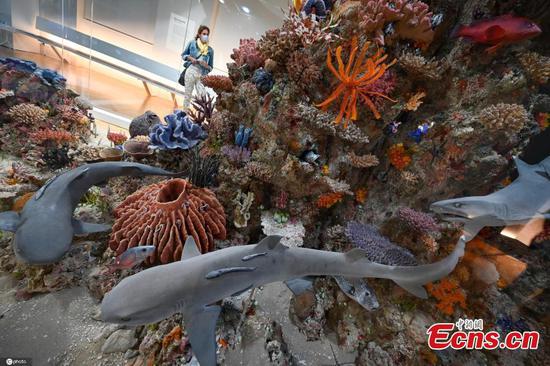 Frankfurt museum opens coral reef exhibition