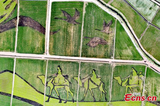 Grand picture shows up in rice fields in Gansu