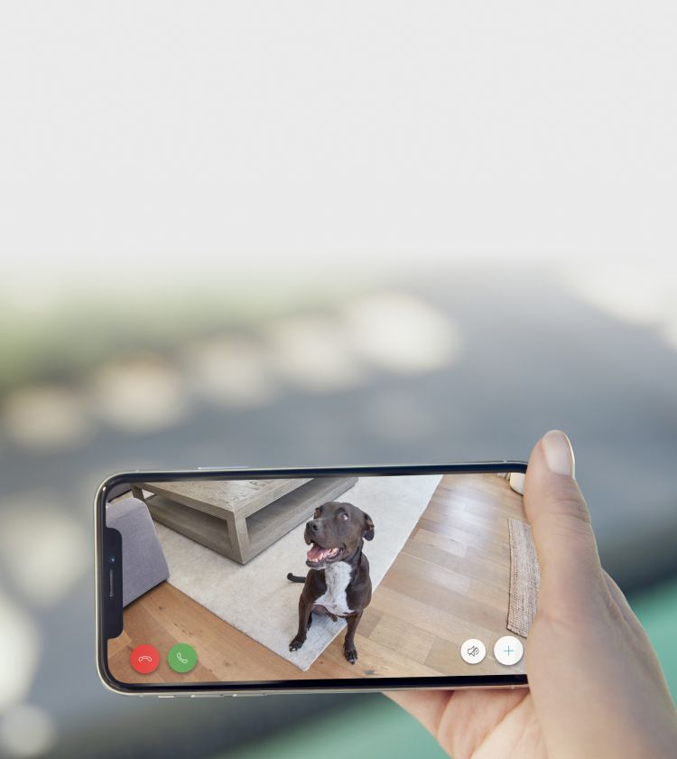 Hand holding a smartphone showing live video of a black dog looking into camera inside a home. Stick Up Cam is shown in front of phone.