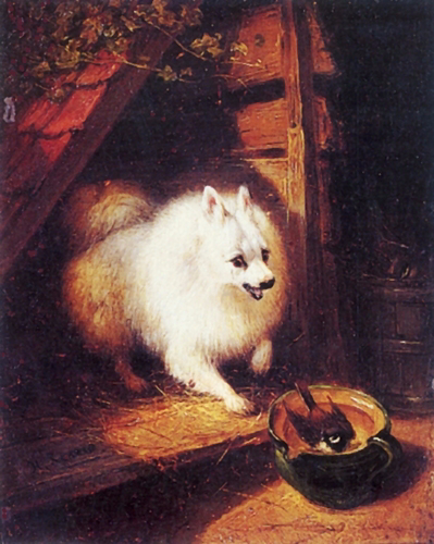 A Spitz Ready to Pounce (399x500, 261Kb)