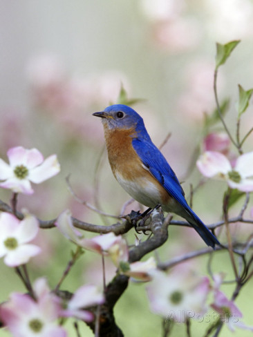 steve-maslowski-male-eastern-bluebird-in-flowering-dogwood-tree-sialia-sialis-north-america-missouri-state-bird (366x488, 116Kb)