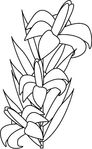  white-lily-coloring.gif (308x500, 29Kb)