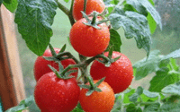 pomidory_tomaty_rastenija  (200x125, 21Kb)