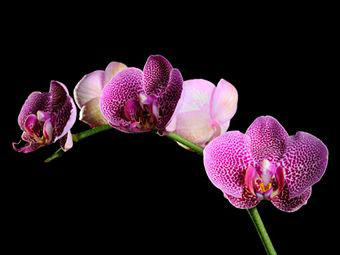 4360286_orchid6 (340x255, 15Kb)