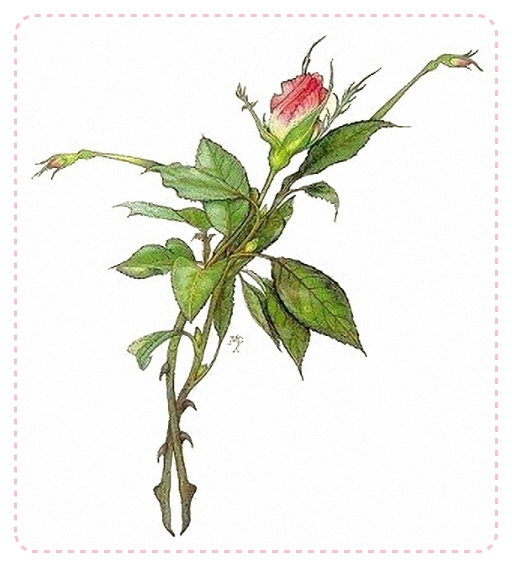 4195696_dancing_rose_1_ (512x567, 183Kb)