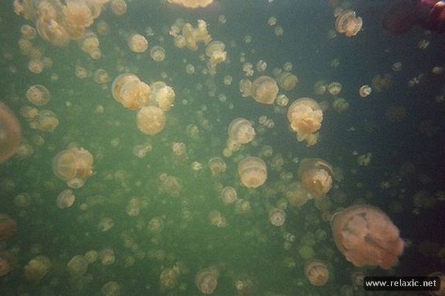 Jellyfish-Lake_017 (640x425, 39Kb)