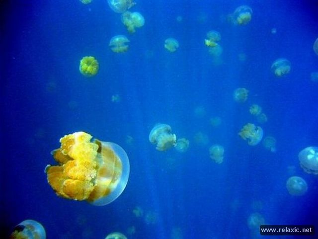 Jellyfish-Lake_019 (640x481, 30Kb)