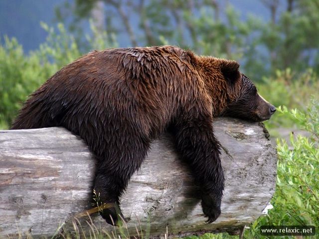 GrizzlyBear (640x480, 66Kb)