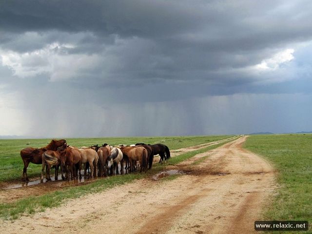 poniesmongolianoutback (640x480, 42Kb)