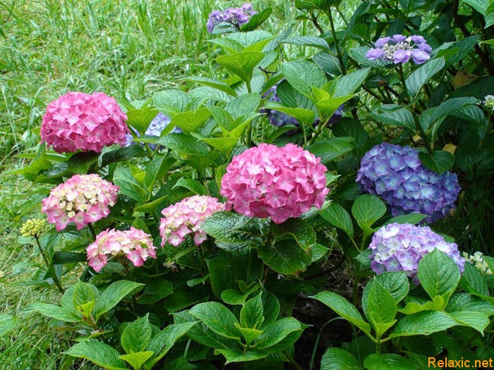 1344424930_Hydrangea (700x525, 172Kb)