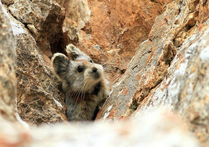 14552860-R3L8T8D-1000-rare-endangered-animal-teddy-bear-magic-rabbit-ili-pika-china-4 (700x492, 438Kb)