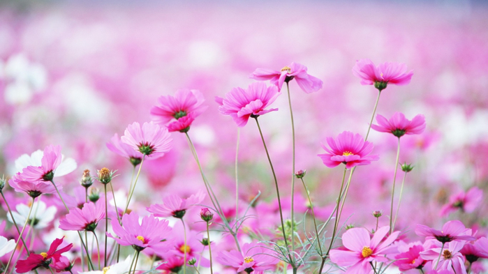 5645021394ad4_flowers-wallpaper-1366x768 (700x393, 289Kb)