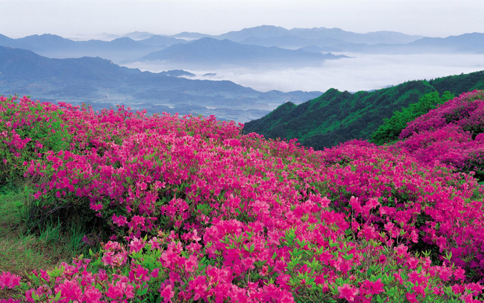 Nature___Flowers_Violent_flowering_of_pink_flowers_in_the_mountains_100678_ (700x437, 534Kb)