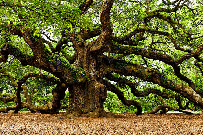 mystical-angel-oak-tree-louis-dallara (700x465, 183Kb)