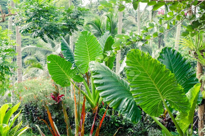 66332022-amazing-tropical-plants-and-flowers-in-fantasy-rainforest-giant-alocasia-caladium-tree-leaves-Stock-Photo (700x466, 534Kb)