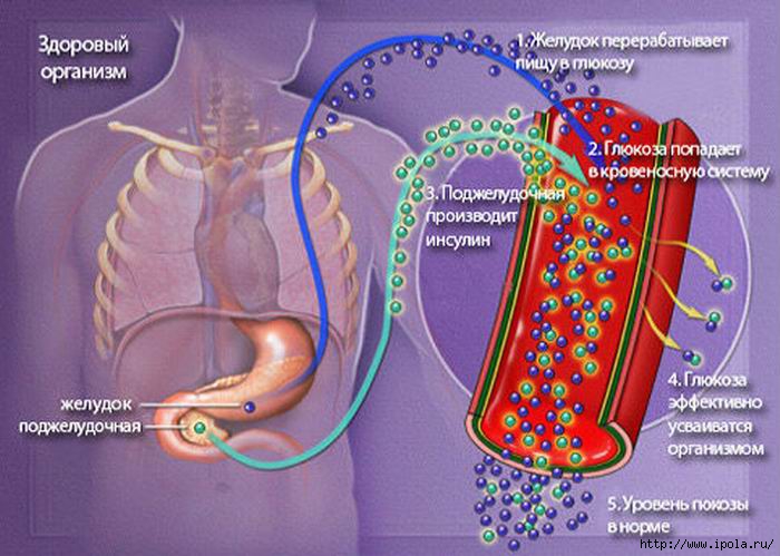 alt="     "/2835299_Izmenenie_razmera_sahar_krovi (700x499, 183Kb)