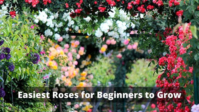 Easiest-Roses-for-Beginners-to-Grow-2 (700x393, 82Kb)