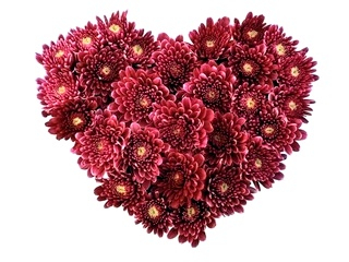 цветы хризантемы сердце (320x240, 84Kb)