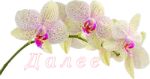 орхидея (150x79, 22Kb)