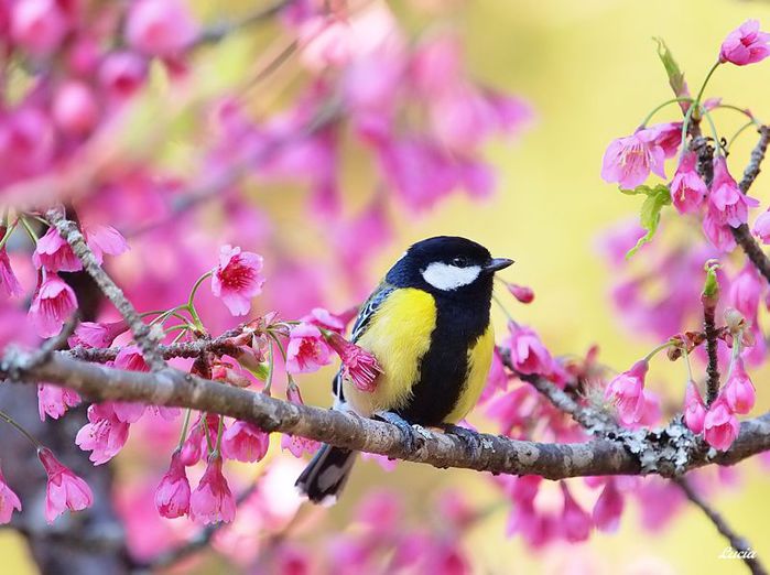 beautiful-birds-and-flowers15 (700x522, 63Kb)