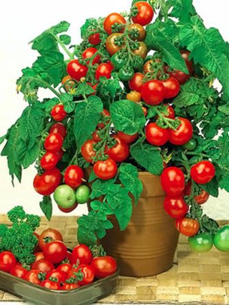 Tomat Vilma (333x444, 80Kb)