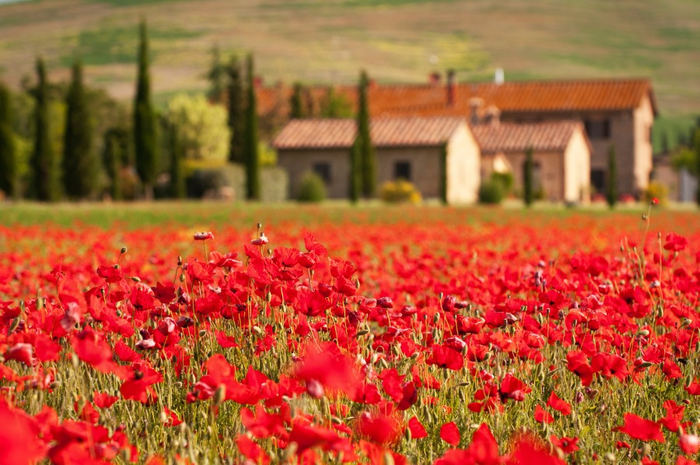 tuscan scene_Grischa Georgiew (700x465, 425Kb)