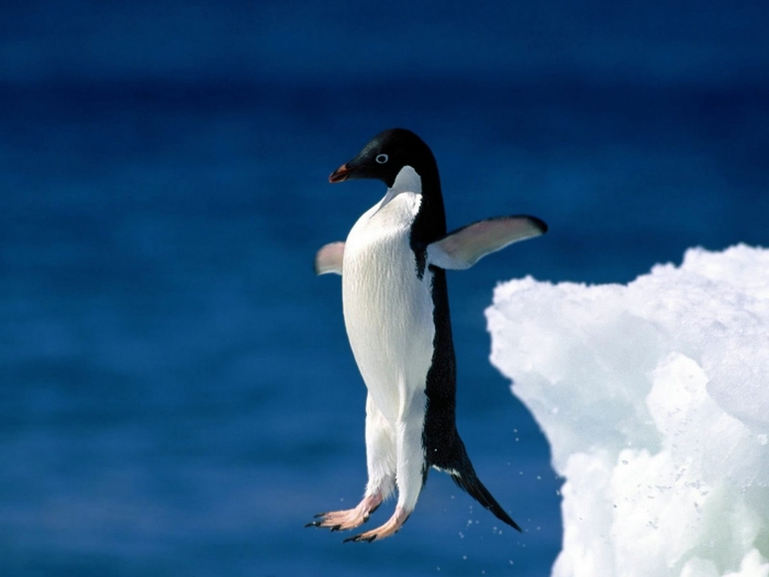 Adelie-Penguin-Skoki (700x525, 155Kb)