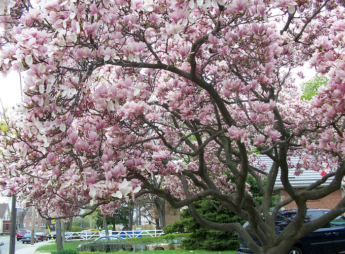 All sizes  magnolia tree  Flickr - Photo Sharing! (700x515, 1017Kb)