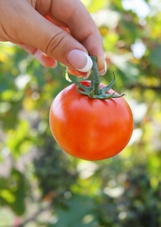 pomidori1 (227x320, 58Kb)