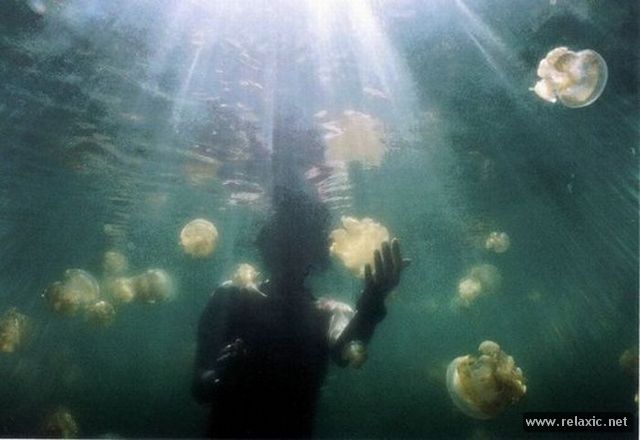 Jellyfish-Lake_012 (640x440, 35Kb)