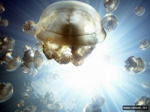 Jellyfish-Lake_016 (640x479, 40Kb)