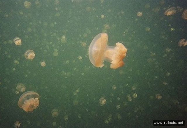 Jellyfish-Lake_018 (640x440, 36Kb)