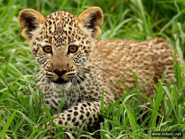 LeopardCubTanzania (640x480, 84Kb)