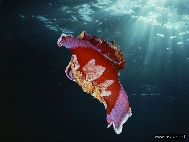 SpanishDancerNudibranch (640x480, 35Kb)