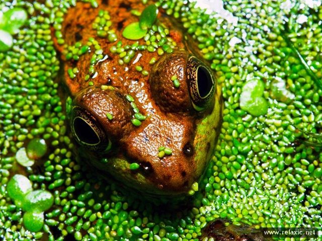 WoodFrog (640x480, 95Kb)