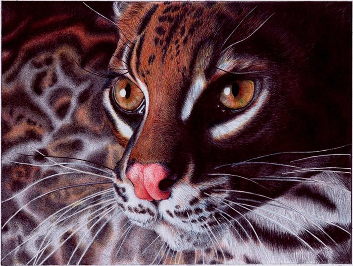 1346892093_margay_cat___bic_ballpoint_pen_by_vianaartsd4nafol (699x528, 111Kb)