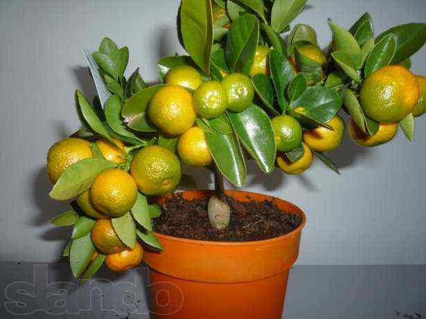 83555217_4_644x461_mandarin-calamondin-v-gorshke-d-14-sm-dom-i-sad_rev001 (615x461, 23Kb)