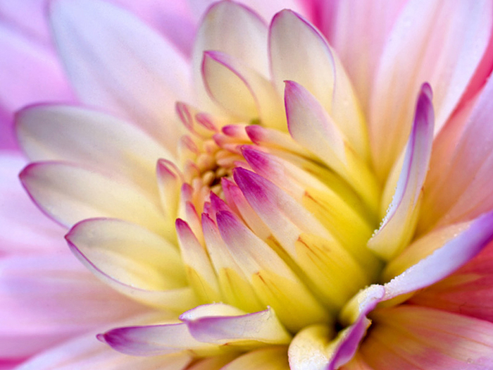 Flower-Wallpaper-flowers-249402_1024_768 (700x525, 350Kb)