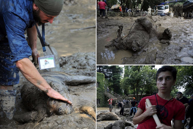 2015-06-tbilisi-flood-animals-dead (640x426, 327Kb)