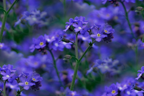 p_flowers060 (500x333, 51Kb)