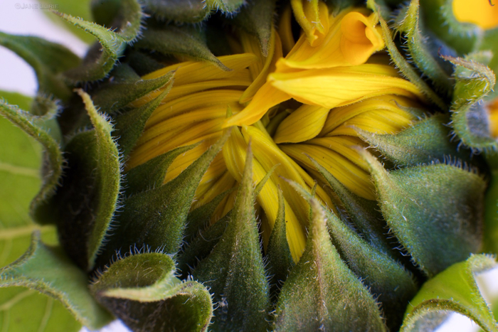 sunflower-macro-bud-color-center (700x467, 424Kb)