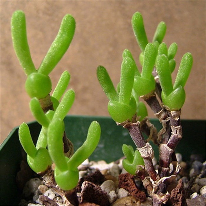 10-Seeds-Monilaria-Moniliformis-Seeds-Rabbit-Shape-Exotic-Mesembs-New-Home-Garden-Succulent-Plant-Rarest-String (700x700, 94Kb)