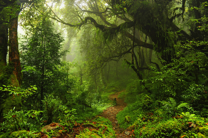 forest_pathway_detail (700x466, 611Kb)