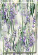 5539794_lavanda (130x188, 5Kb)