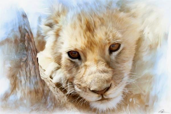 lion paintings by Paul Miners@fineartandyou13 (600x400, 36Kb)