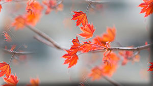 Autumn_Branches_Foliage_Bokeh_Maple_586407_1280x853 (300x169, 18Kb)